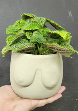 Load image into Gallery viewer, Concrete boobie planter
